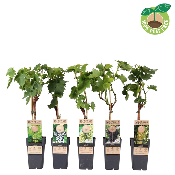 <h4>Vitis Vinifera Gemengd Mixlaag</h4>