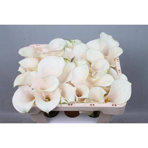 Calla Captain Ventura Kallaland