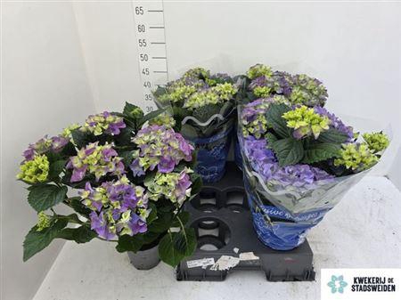 <h4>Hydr M Early Blue</h4>