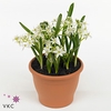 BULB ORNITHOGALUM BALANSEA P9