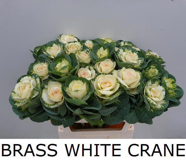 <h4>BRASS WHITE CRANE</h4>