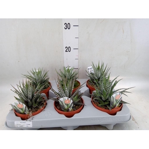 Haworthia fasciala 'Big Band'