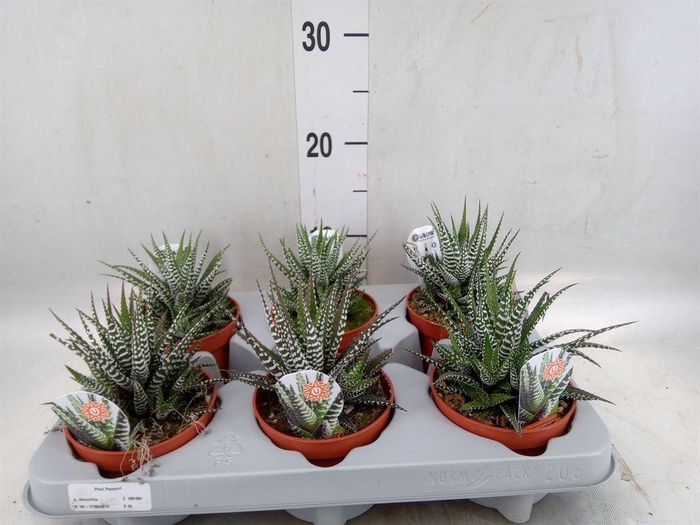 <h4>Haworthia fasciala 'Big Band'</h4>