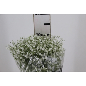 GYPSOPHILA DYNAMIC LOVE 070 CM MIN 250 GRAMAS