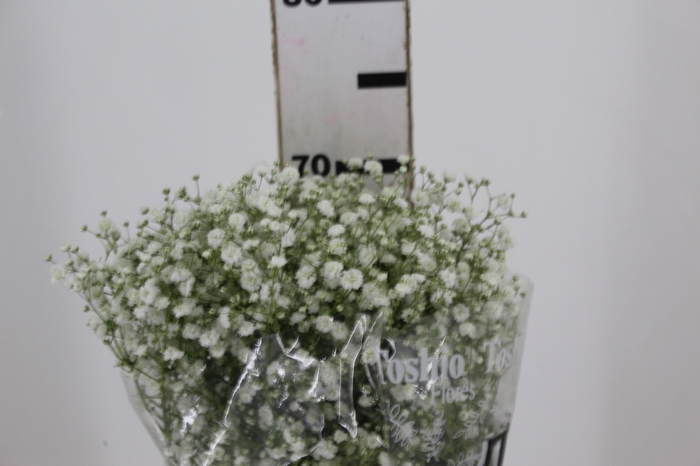 <h4>GYPSOPHILA DYNAMIC LOVE 070 CM MIN 250 GRAMAS</h4>