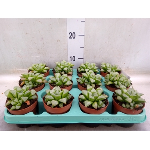 Haworthia retusa