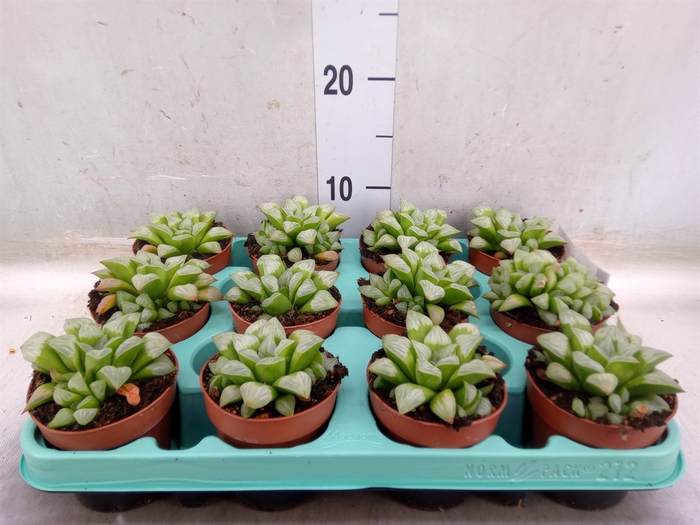 <h4>Haworthia retusa</h4>