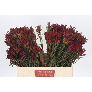 Leucadendron Blush