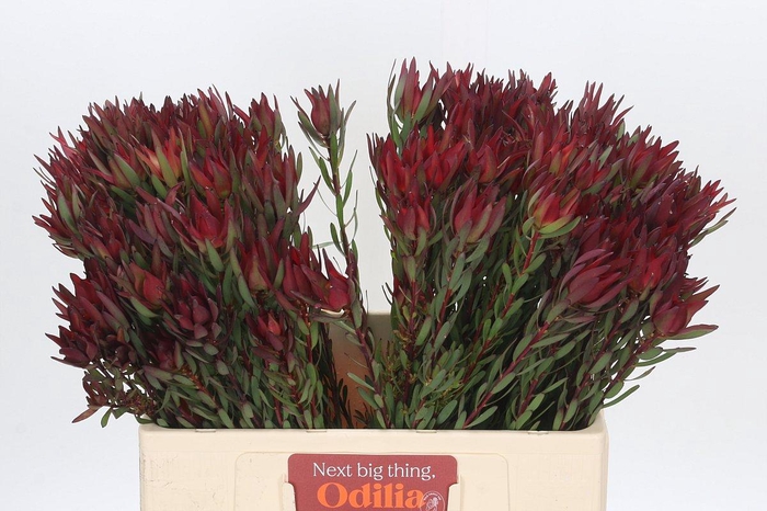 <h4>Leucadendron Blush</h4>
