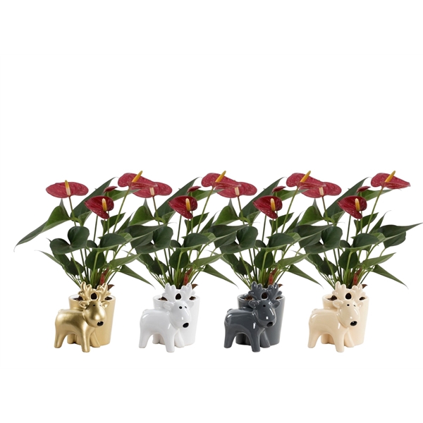 <h4>Anthurium Diamond Red in Rudolf ceramics</h4>