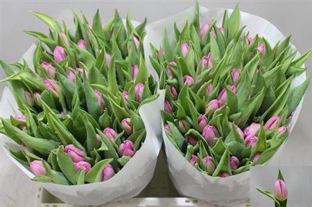 <h4>Tu En Sugar Prince</h4>