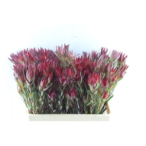 Leucad Sal Blush Ex