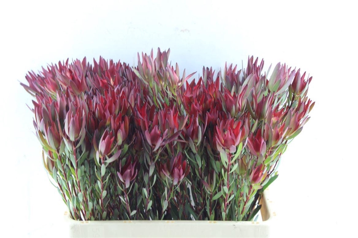 <h4>Leucad Sal Blush Ex</h4>