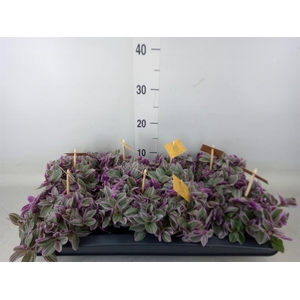 Tradescantia cerinth. 'Sweetness'