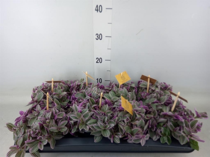 <h4>Tradescantia cerinth. 'Sweetness'</h4>