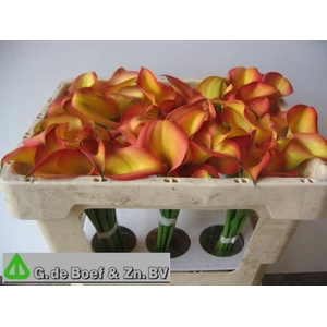 Calla Groen