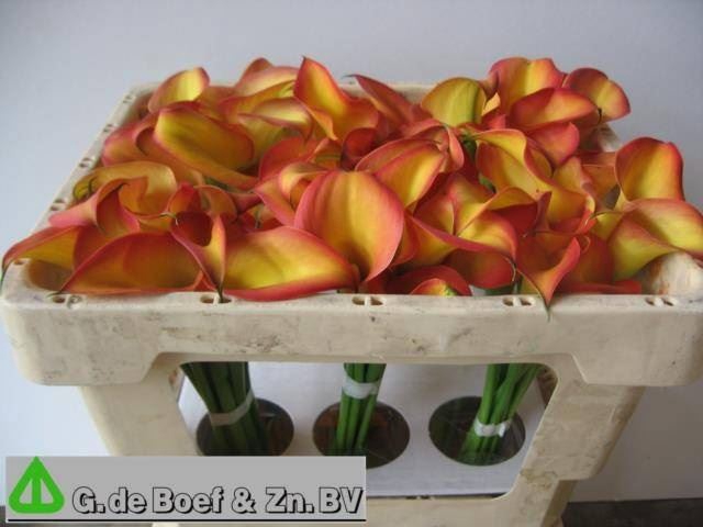 <h4>Calla Groen</h4>