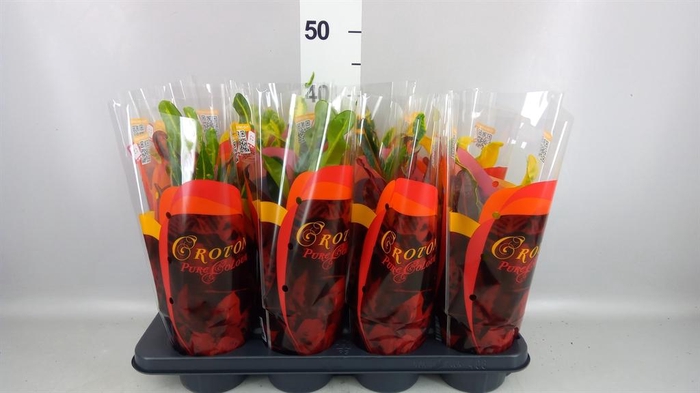 <h4>Codiaeum var. GR 'Mammi'</h4>