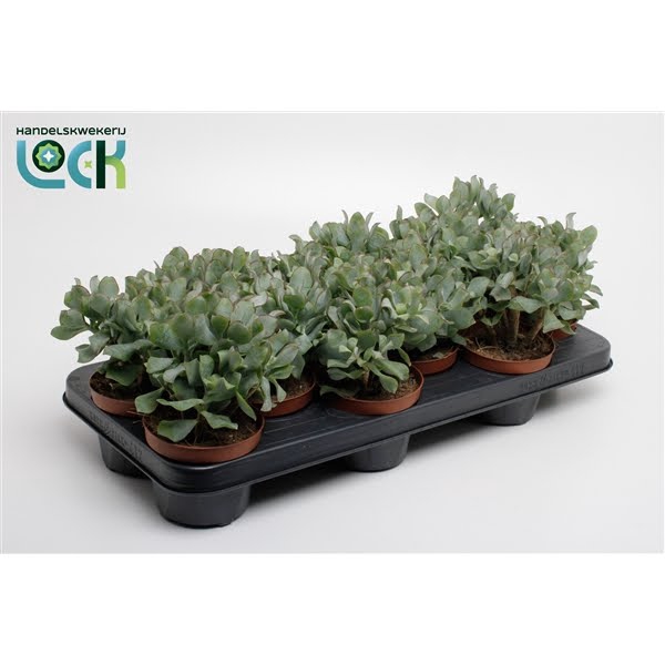 <h4>Crassula Arborensis Cristaat</h4>