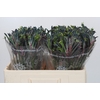 Anigozanthos Celebrations Firework