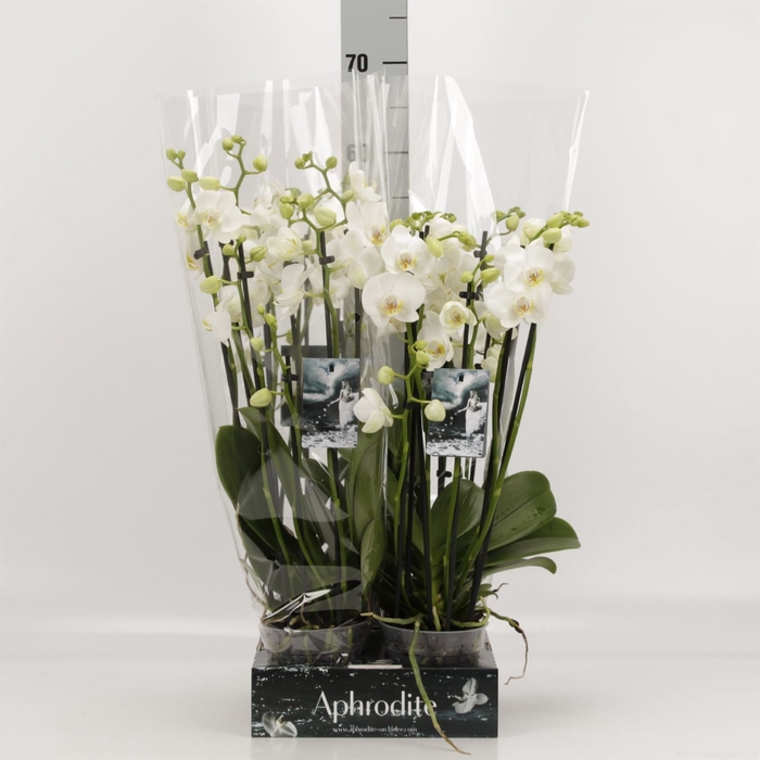 <h4>Phalaenopsis   ...white</h4>