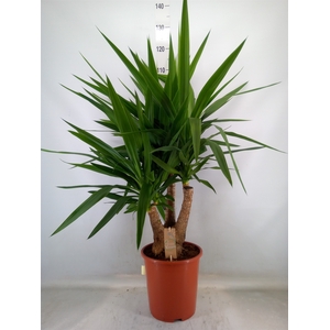 Yucca elephantipes   ...