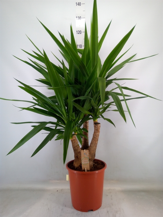 <h4>Yucca elephantipes   ...</h4>