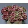 Hydrangea mag revolution classic