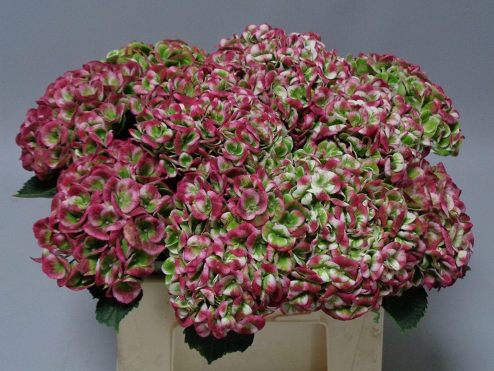 <h4>Hydrangea mag revolution classic</h4>