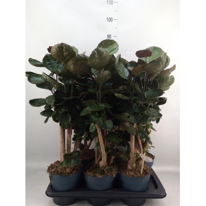 Polyscias scutellaria 'Fabian'