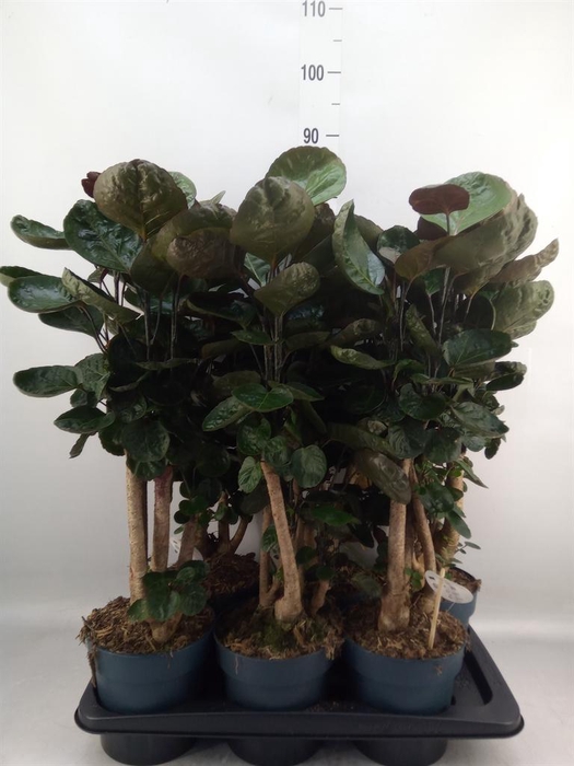 <h4>Polyscias scutellaria 'Fabian'</h4>