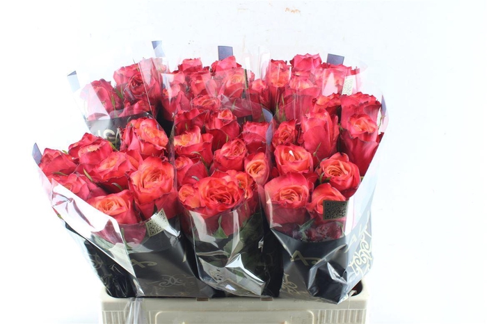 <h4>R Gr Bogart-bb</h4>