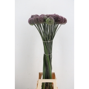 ALLIUM SUMMER DRUMME