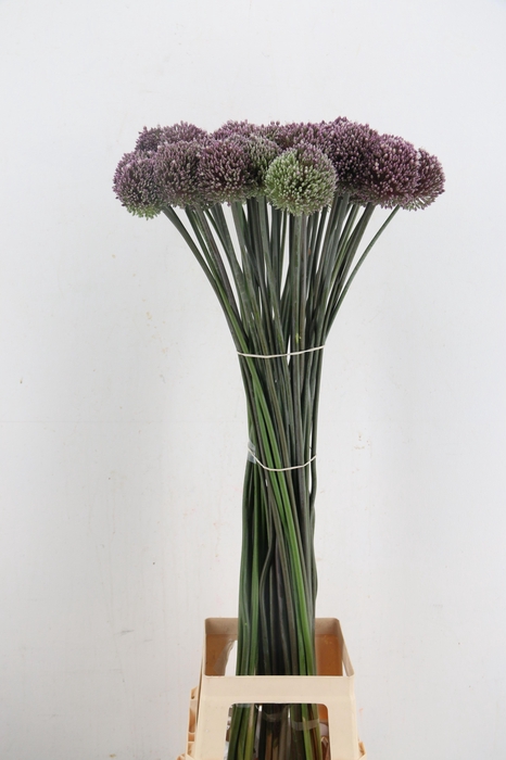 <h4>ALLIUM SUMMER DRUMME</h4>