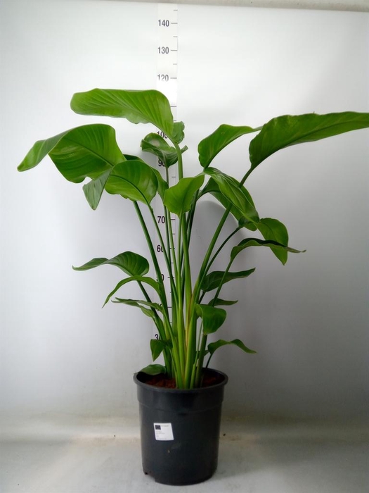 <h4>Strelitzia alba</h4>