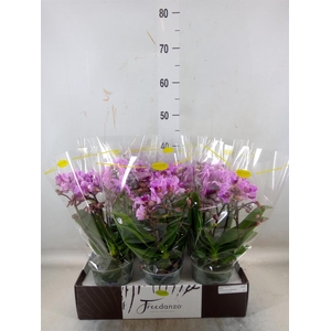 Phalaenopsis multi.   ...lilac