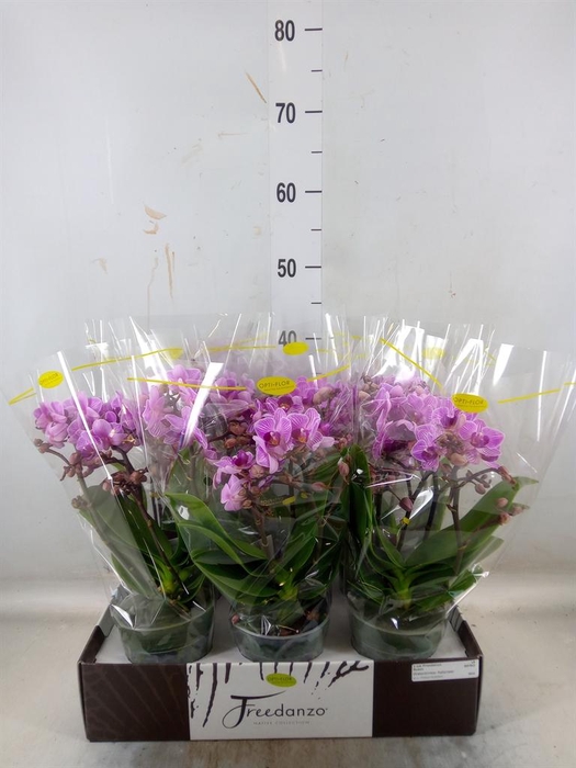 <h4>Phalaenopsis multi.   ...lilac</h4>