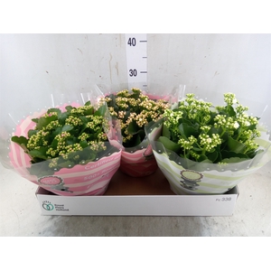 Kalanchoe blos.   ..rosebud mix  4