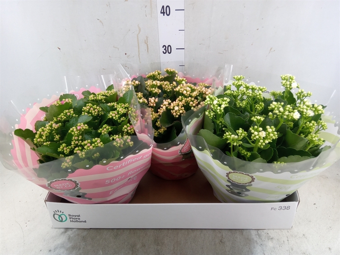 <h4>Kalanchoe blos.   ..rosebud mix  4</h4>