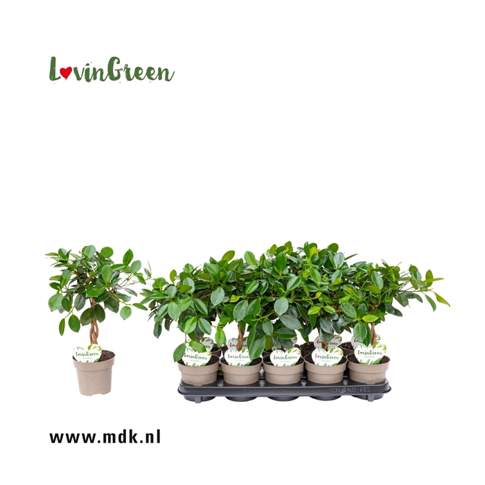 <h4>Ficus Maya</h4>