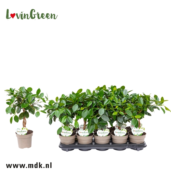 <h4>Ficus Maya</h4>