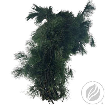 <h4>KIEFER(PINUS STROBUS) HANDBOS</h4>