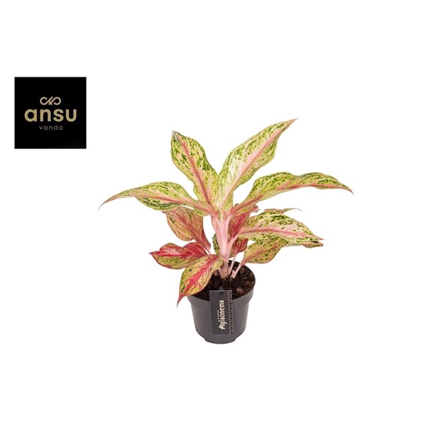 <h4>Aglaonema Tahiti Red</h4>