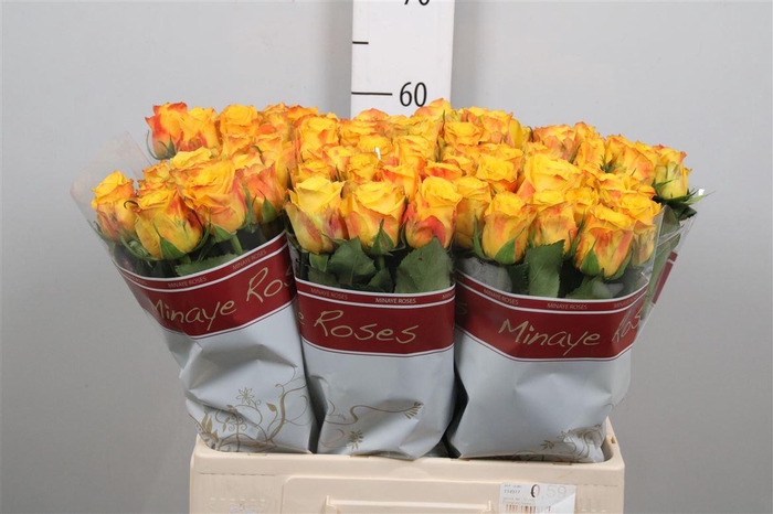 <h4>R Gr Candlelight B1</h4>