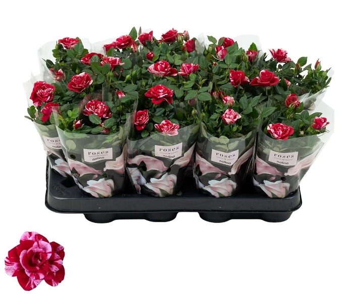 <h4>Nolina Special Roses Ø 7 cm Gigi</h4>