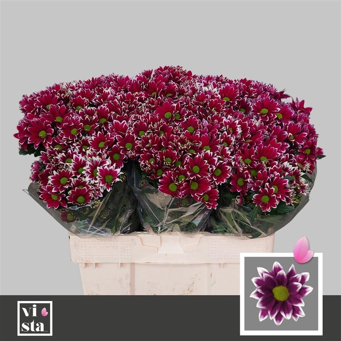 <h4>Chr T Haydar</h4>