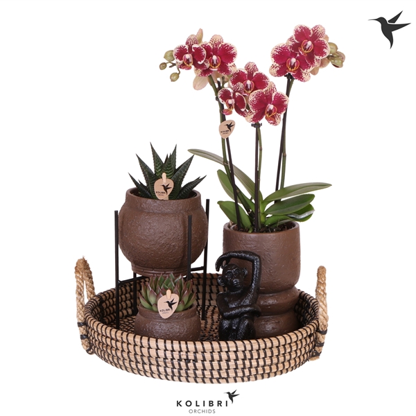 <h4>Kolibri Green up your home Gift Set Home Hub brown</h4>