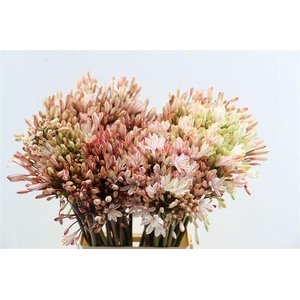 Agapanthus Red Opgetrokken