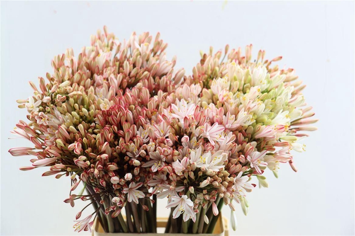 <h4>Agapanthus Red Opgetrokken</h4>