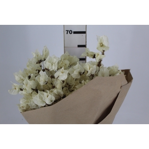 FLOR DE PRIMAVERA DESIDRATADA BRANCO